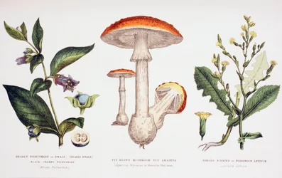 Common Poisonous Plants